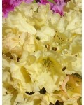 Рододендрон Саффрано (желтый) | Rhododendron Saffrano | Рододендрон Саффрано (жовтий)
